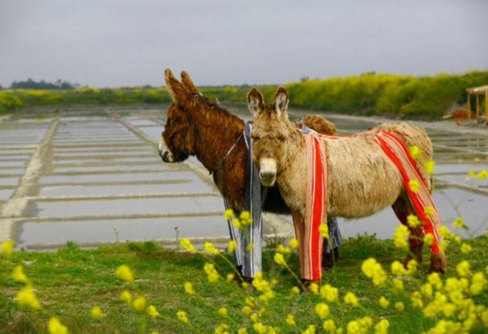 underpant donkeys on the Ré Island