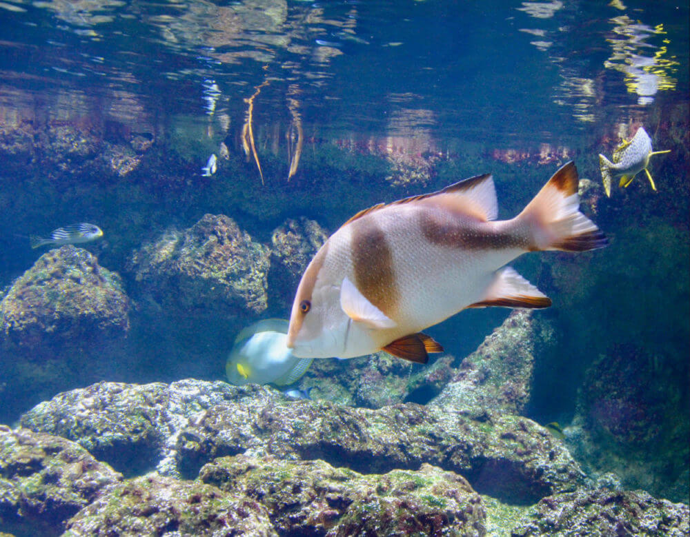 Aquarium La Rochelle in France