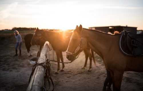 horse-riding-sunset-atlantic-cognac