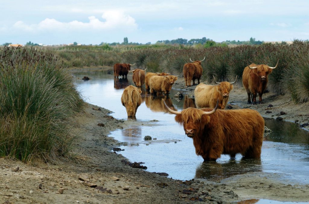 cows-reserve-naturelle-marais-Yves-atlantic-cognac